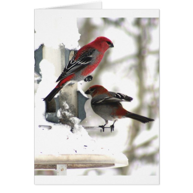 Pair of Pine Grosbeaks (Front)