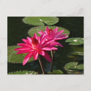 Pair of Pink Water Lilies postcard #4Nw 0440