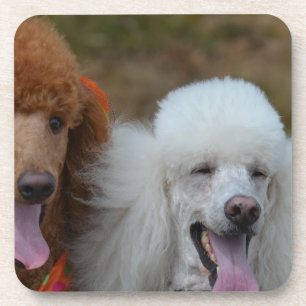 Pair of Poodles Coaster