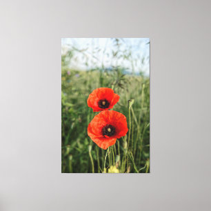 Pair of poppies canvas print