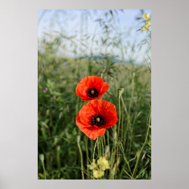 Pair of poppies poster (Front)