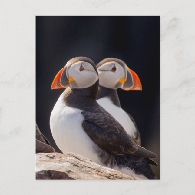 Pair of Puffins Postcard (Front)