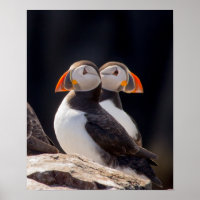 Pair of Puffins