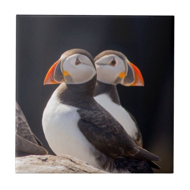 Pair of Puffins Tile (Front)