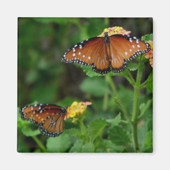Pair of Queen Butterflies  magnet (Front)