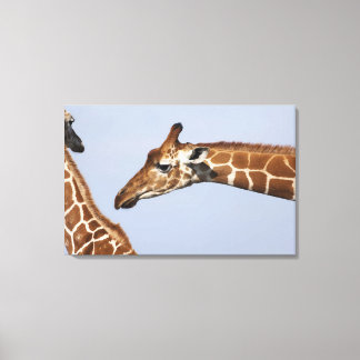 Pair of Reticulated Giraffes (Giraffa Canvas Print