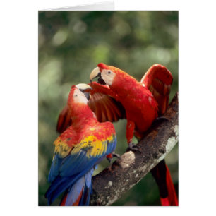 Pair of Scarlet Macaws
