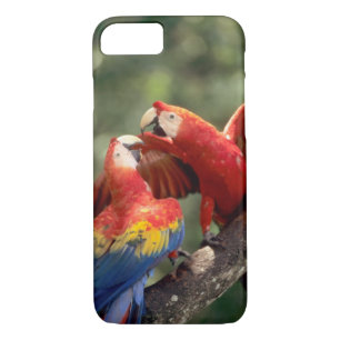 Pair of Scarlet Macaws Case-Mate iPhone Case