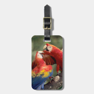 Pair of Scarlet Macaws Luggage Tag