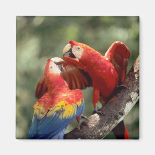 Pair of Scarlet Macaws Magnet