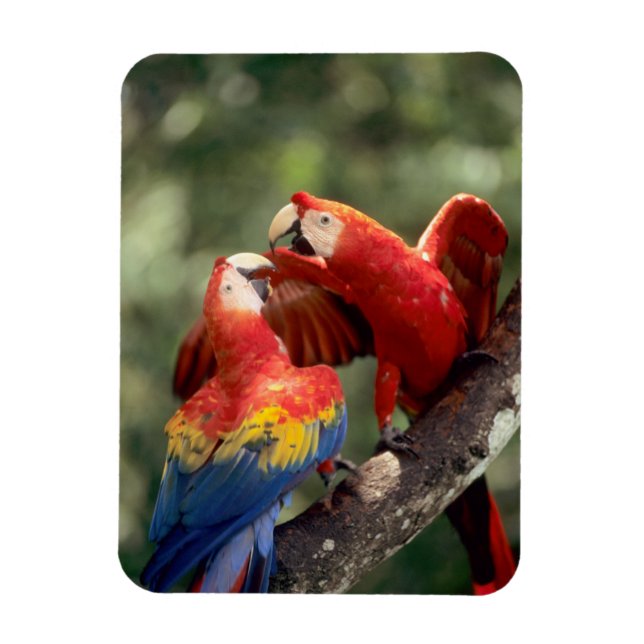 Pair of Scarlet Macaws Magnet (Vertical)