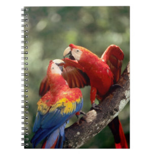 Pair of Scarlet Macaws Notebook