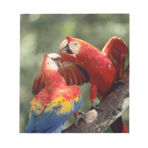 Pair of Scarlet Macaws Notepad