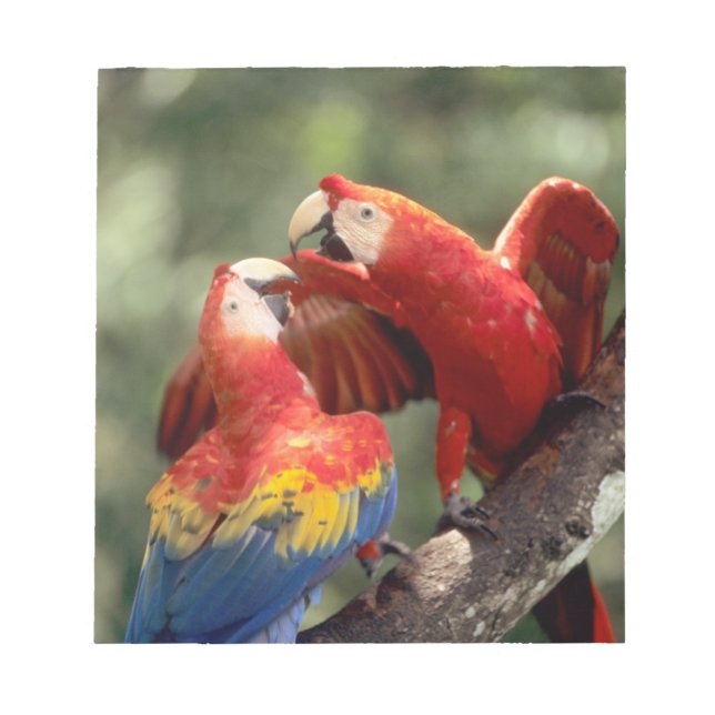 Pair of Scarlet Macaws Notepad (Front)