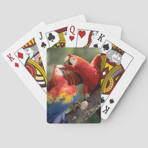 Pair of Scarlet Macaws Playing Cards