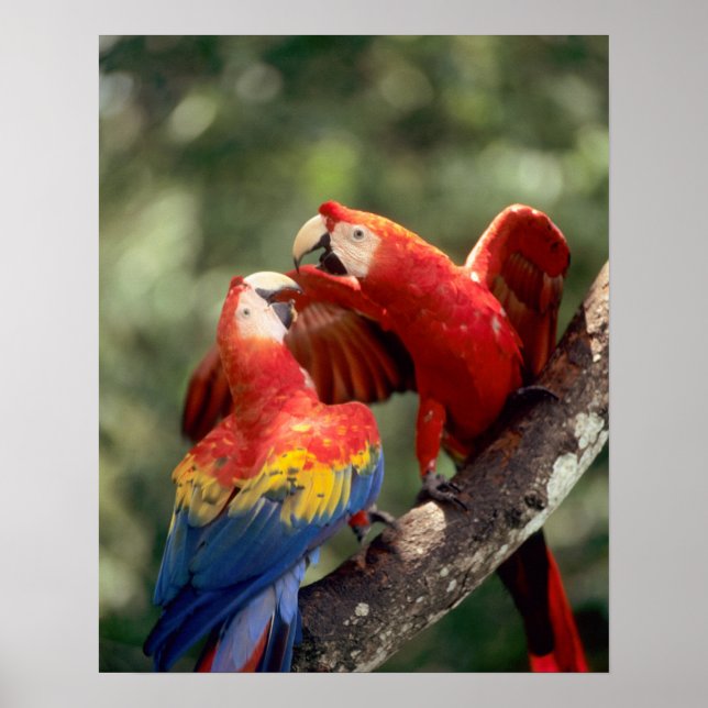 Pair of Scarlet Macaws Poster (Front)