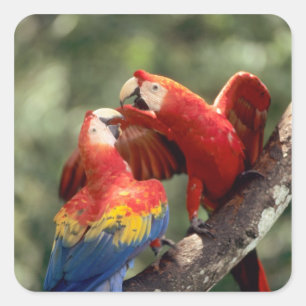 Pair of Scarlet Macaws Square Sticker
