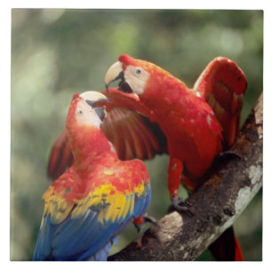 Pair of Scarlet Macaws Tile