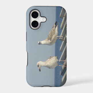 Pair of Seagulls