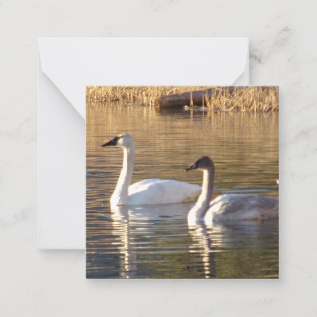 Pair of Swans Valentine's Day Note Cards (Front)