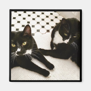 Pair of Tuxedo Cats magnet