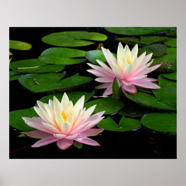 Pair of Water Lilies Poster (Front)