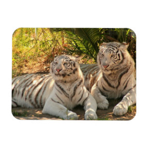 Pair of White Tigers Flexible Magnet