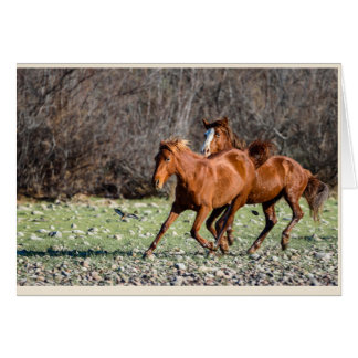 Pair of Wild Horses