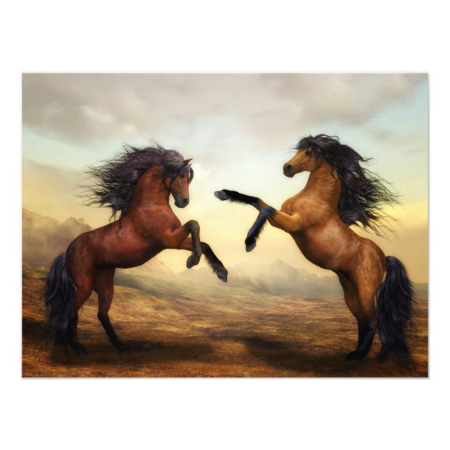 pair of wild horses  photo print (Front)