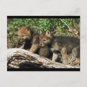 Pair of Wolf Cubs Postcard