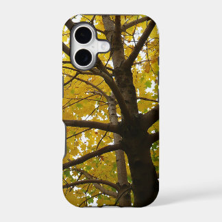 Pair of Yellow Maple Trees Autumn Nature