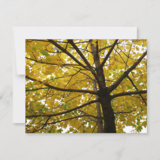 Pair of Yellow Maple Trees Autumn Nature