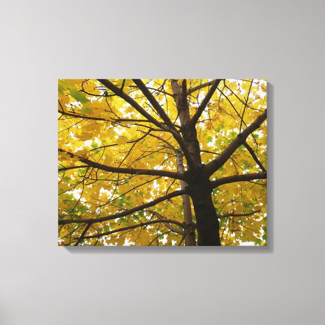 Pair of Yellow Maple Trees Autumn Nature Canvas Print (Front)