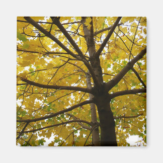Pair of Yellow Maple Trees Autumn Nature Magnet