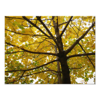 Pair of Yellow Maple Trees Autumn Nature Photo Print