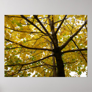 Pair of Yellow Maple Trees Autumn Nature Poster