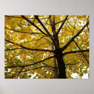 Pair of Yellow Maple Trees Autumn Nature Poster