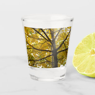 Pair of Yellow Maple Trees Autumn Nature Shot Glass