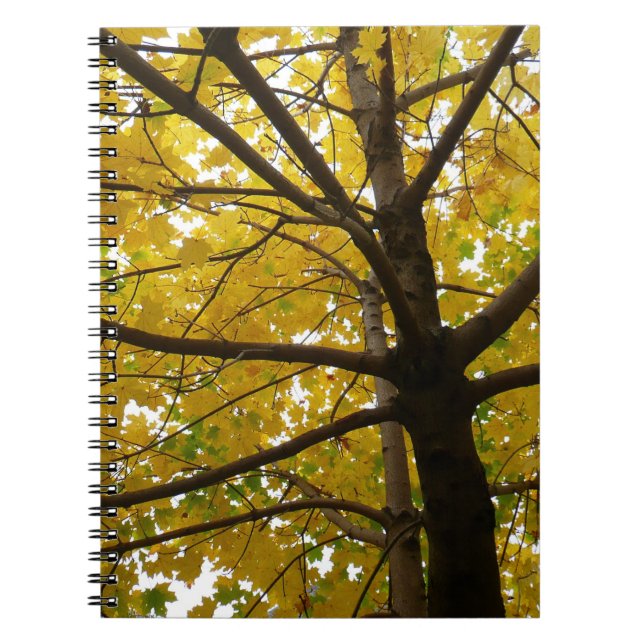 Pair of Yellow Maple Trees Autumn Nature Spiral Notebook (Front)