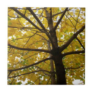 Pair of Yellow Maple Trees Autumn Nature Tile