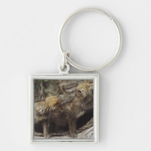 Pair Of Young Coyote Pups Howling Key Ring