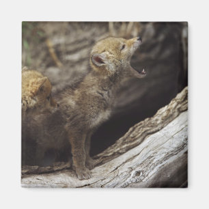 Pair Of Young Coyote Pups Howling Magnet