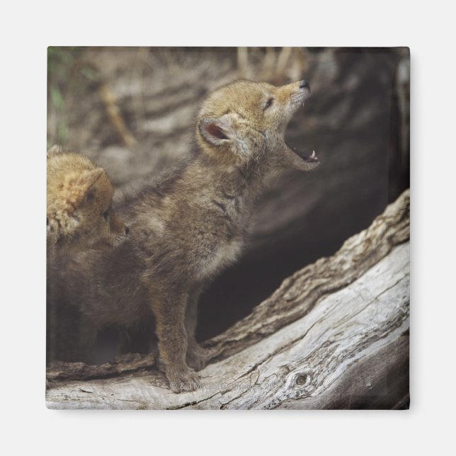 Pair Of Young Coyote Pups Howling Magnet (Front)