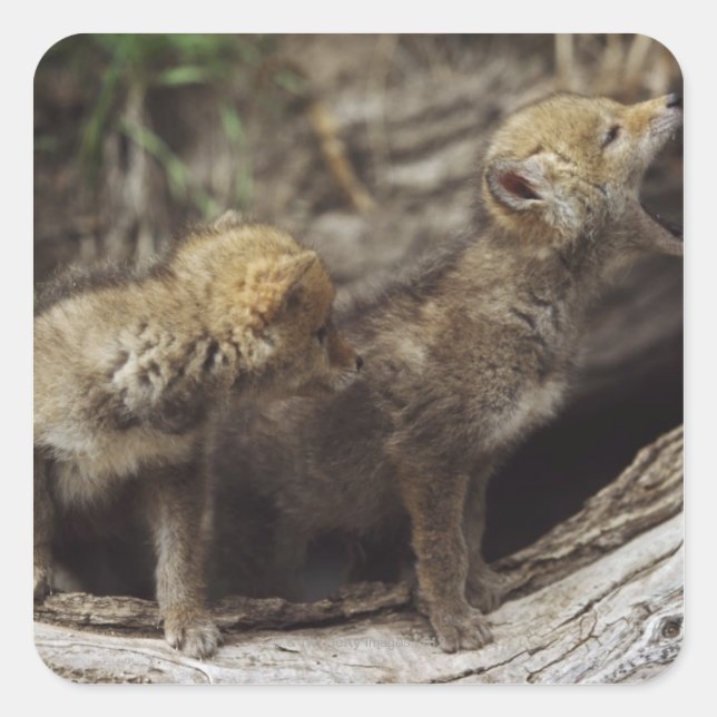Pair Of Young Coyote Pups Howling Square Sticker (Front)