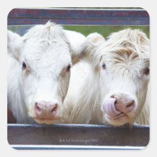 Pair of young white cows at feeding trailor square sticker
