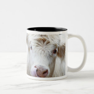 Pair of young white cows at feeding trailor Two-Tone coffee mug