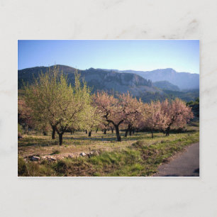 Paisaje campestre con árboles, Alicante, España Postcard