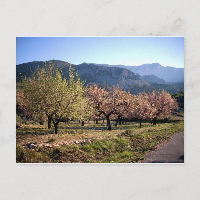 Paisaje campestre con árboles, Alicante, España Postcard (Front)
