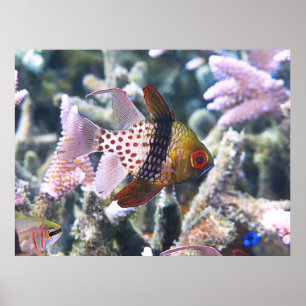 Pajama Cardinalfish Poster