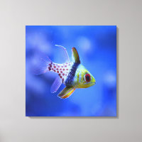 Pajama Cardinalfish - The Reef Collection